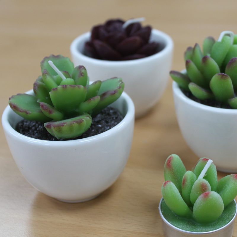 Big Pot Cactus Candles In Display Box (assorted)