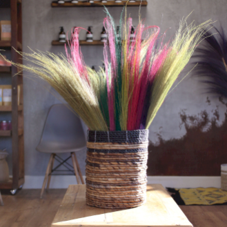 Pampas Broom