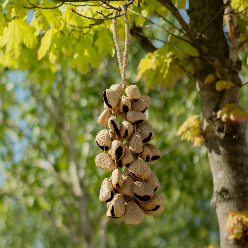 Med Pangi Seed Shell - Natural Nut Shaker (30 Shells)