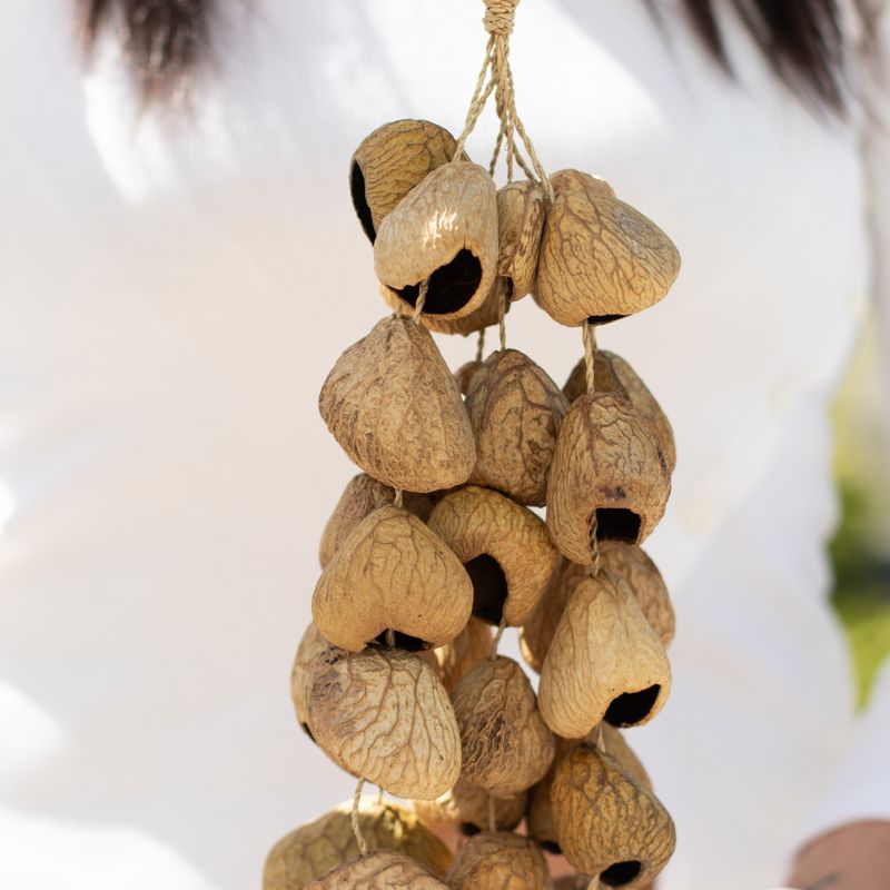 Med Pangi Seed Shell - Natural Nut Shaker (30 Shells)