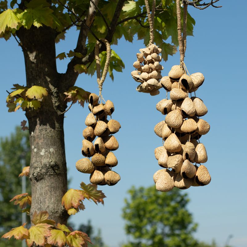 Med Pangi Seed Shell - Natural Nut Shaker (30 Shells)