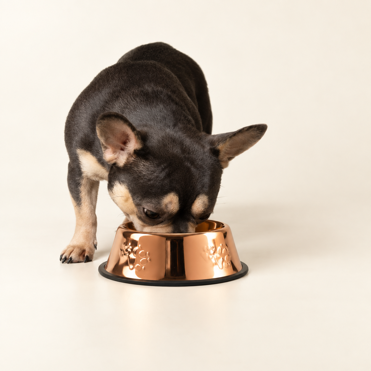 PAW Pet Bowls and Raised Feeders