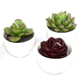 6x Big Pot Cactus Candles In Display Box (assorted)