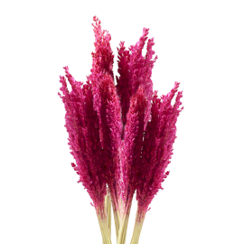 6x Cantal Grass Bunch - Pink
