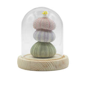 Floral Glow Garden Dome - 3 Sea Urchins - LED USB