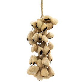 Lrg Pangi Seed Shell - Natural Nut Shaker (50 Shells)