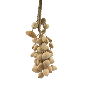 Kenari Shell Long Rattle  (50 Shells)