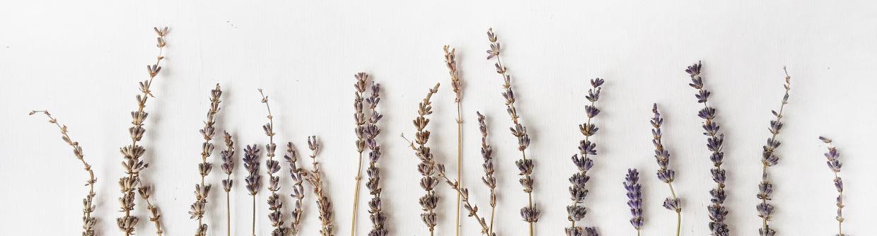 Lavender Wholesaler - Ancient Wisdom