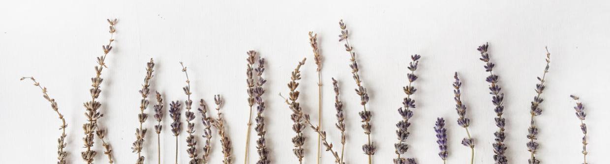 Wholesale Lavender Essential Oil