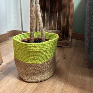 Cotton Rope Baskets - Pistachio