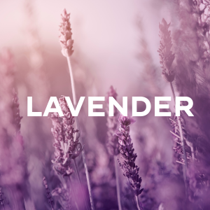 Aromatika Masala Backflow Incense - Lavender